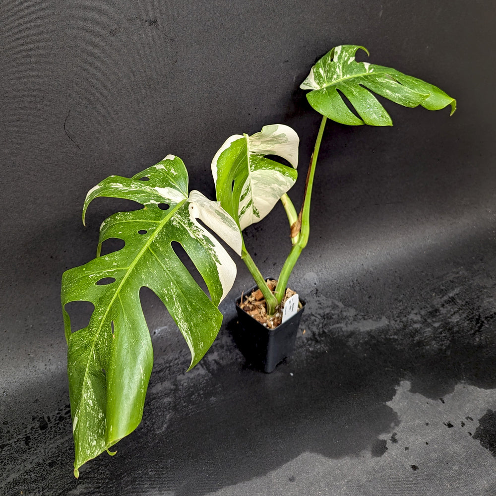 
                      
                        Monstera deliciosa var. borsigiana albo-variegata
                      
                    