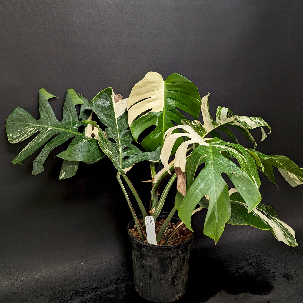 
                      
                        Monstera deliciosa var. borsigiana albo-variegata
                      
                    