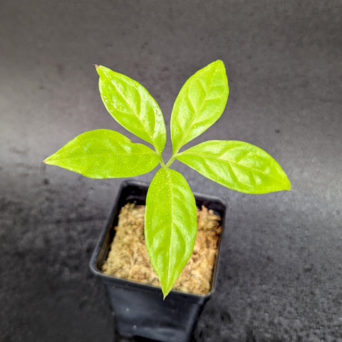Young Amorphophallus hewittii seedling with five bright green leaflets radiating from a central point in a small pot
