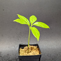 Amorphophallus hewittii, Corpse Flower