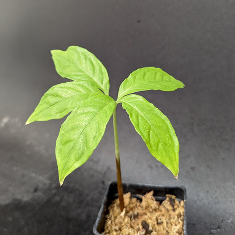 Young Amorphophallus borneensis plant with palmate leaflets on a slender brown stem in a small pot