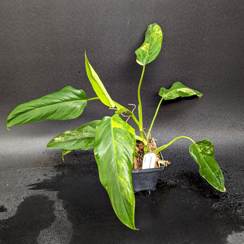 philodendron domesticum variegata Philodendron domesticum Variegated