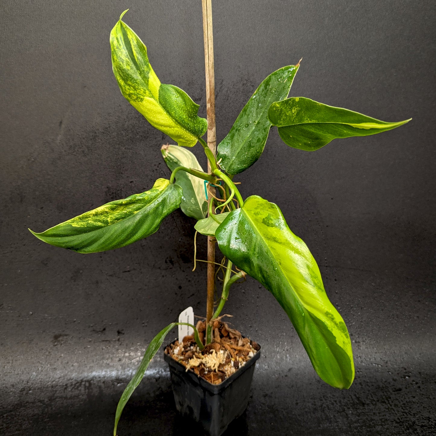 philodendron wg Philodendron domesticum Variegated