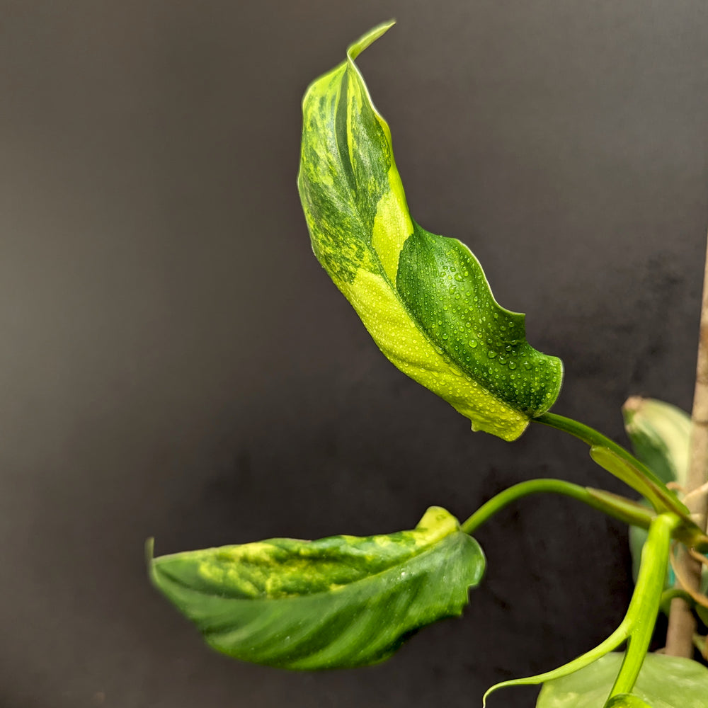 philodendron domesticum variegata Philodendron domesticum Variegated