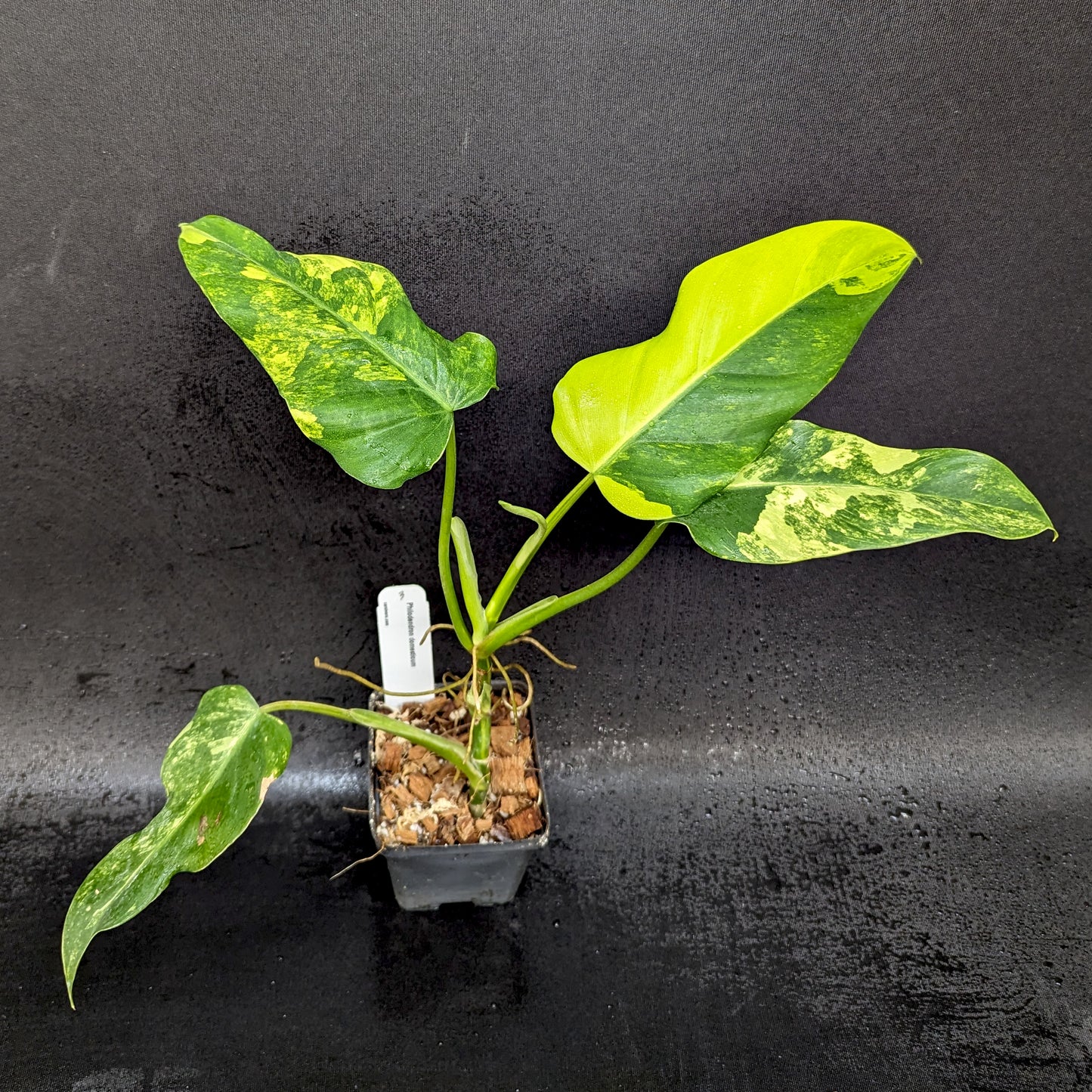 philodendron domesticum variegated care Philodendron domesticum Variegated