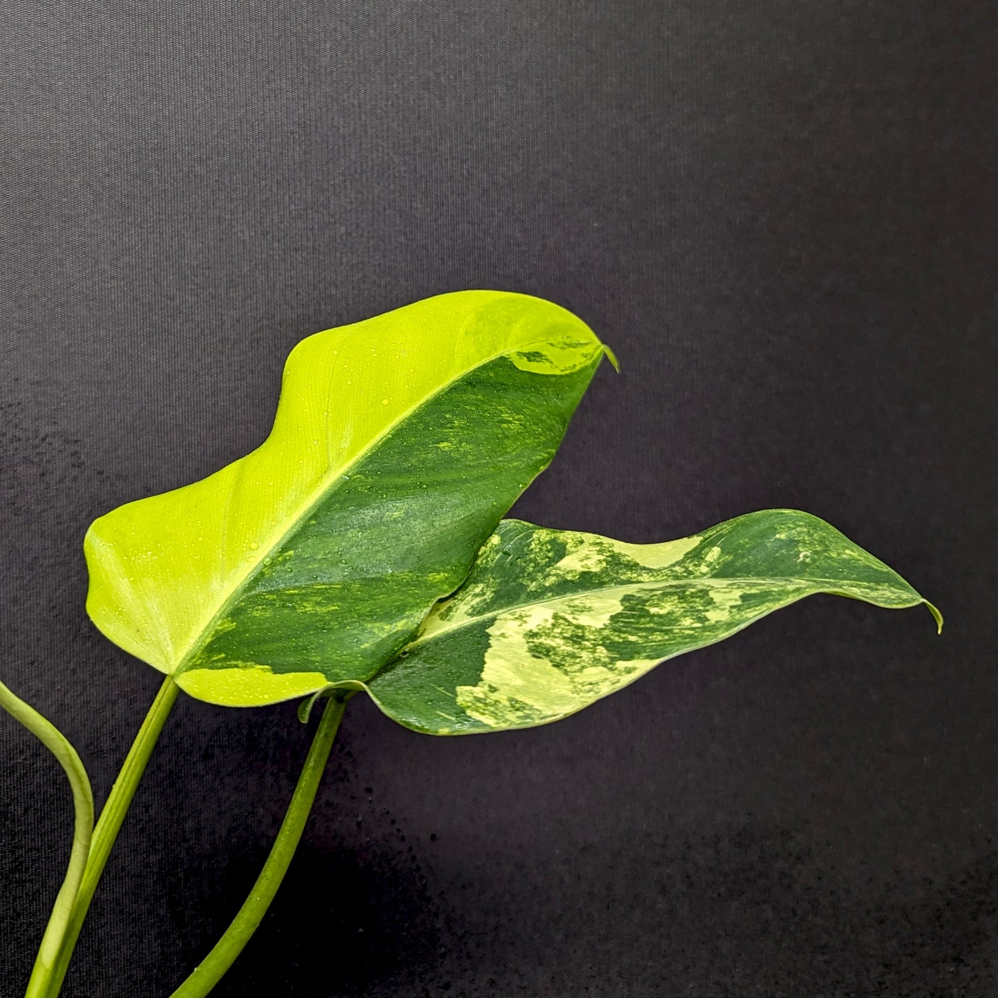 large leaf variegated philodendron Philodendron domesticum Variegated