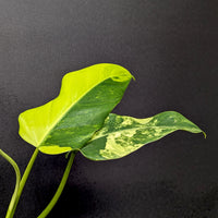 Philodendron domesticum Variegated - Exact Plant 10/06/23