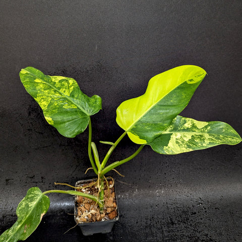 Variegated Philodendron domesticum with large green leaves showing yellow variegation in a small pot