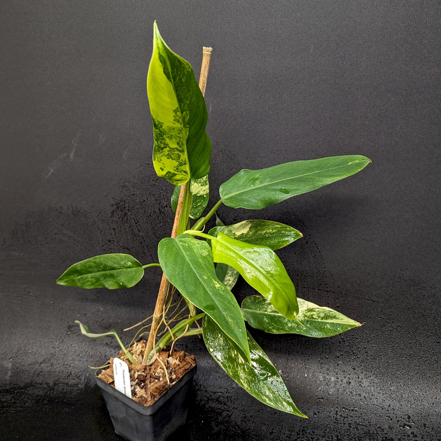 philodendron domesticum variegata Philodendron domesticum Variegated