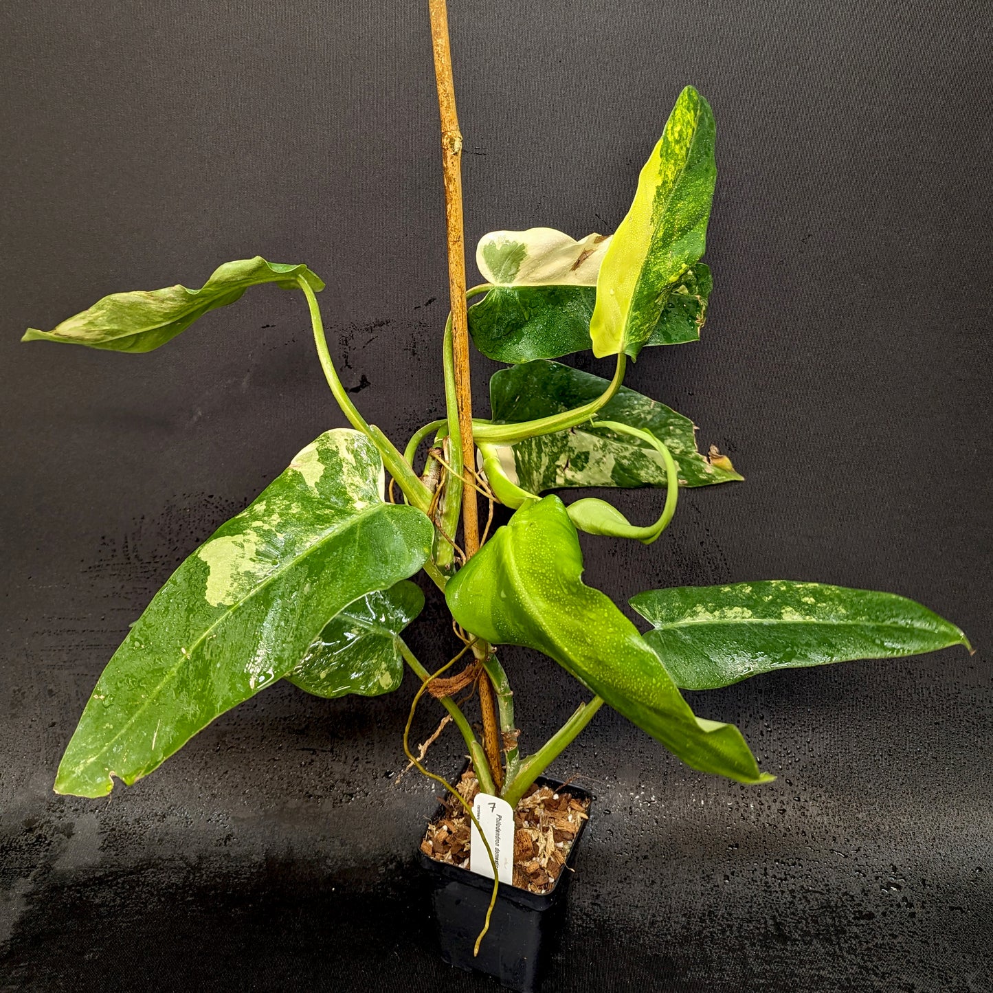 philodendron domesticum care Philodendron domesticum Variegated