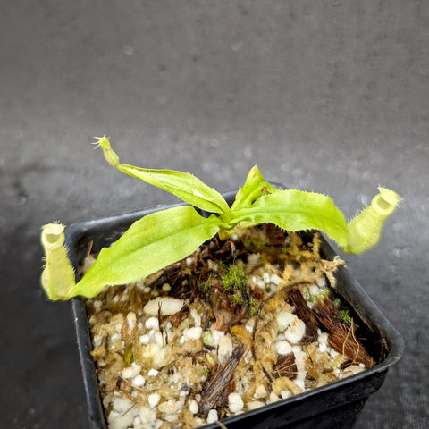Nepenthes echinostoma x hamata Katopasa seedling with long lime green leaves and curling pitcher traps in a small pot
