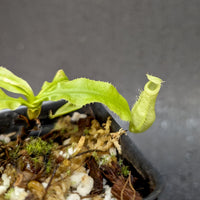 Nepenthes echinostoma x hamata Katopasa, CAR-0364