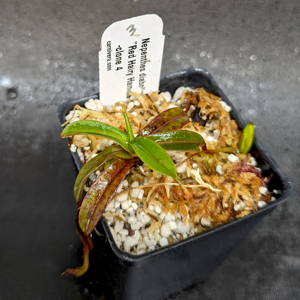 
                      
                        Nepenthes diabolica - Exact Plant
                      
                    
