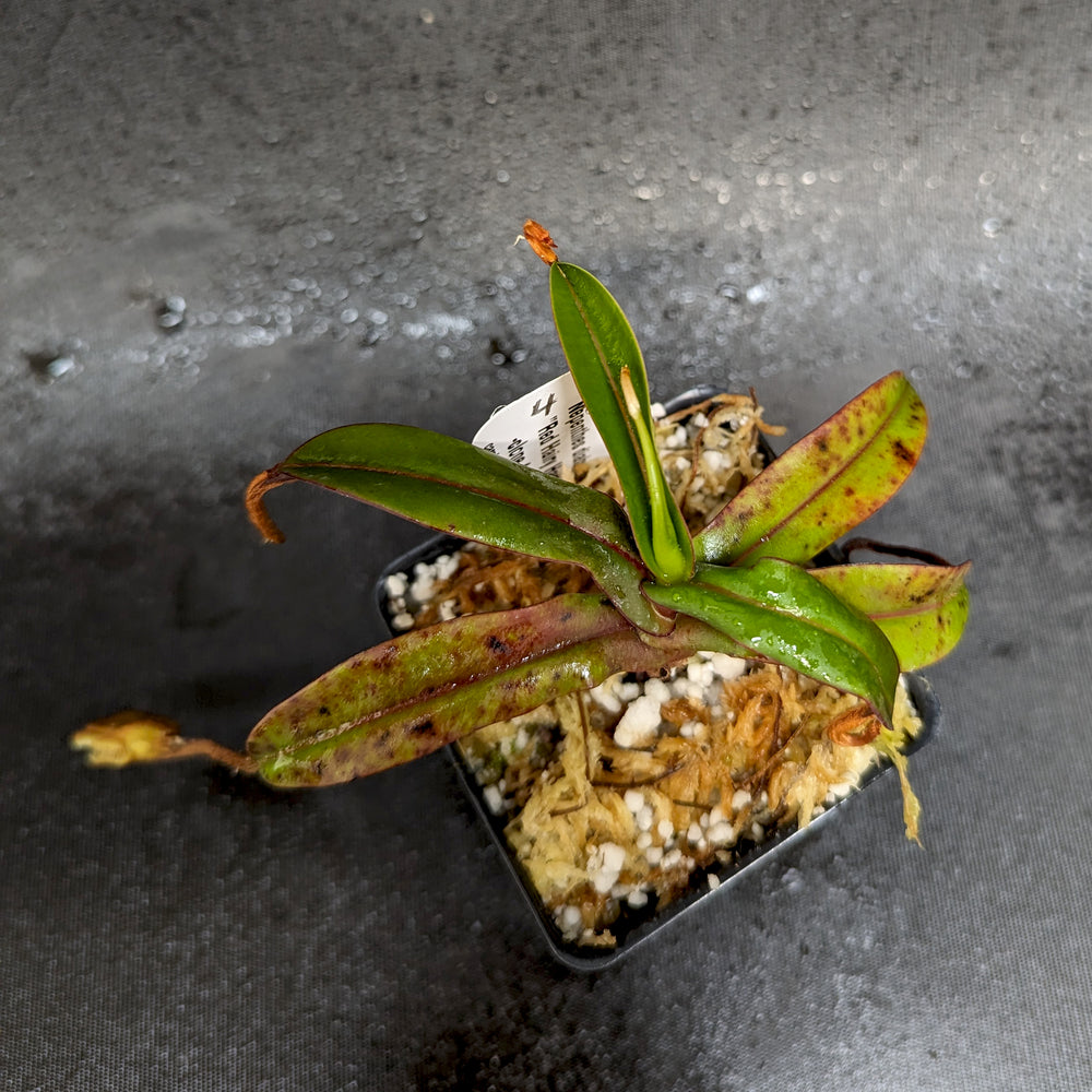 
                      
                        Nepenthes diabolica - Exact Plant
                      
                    