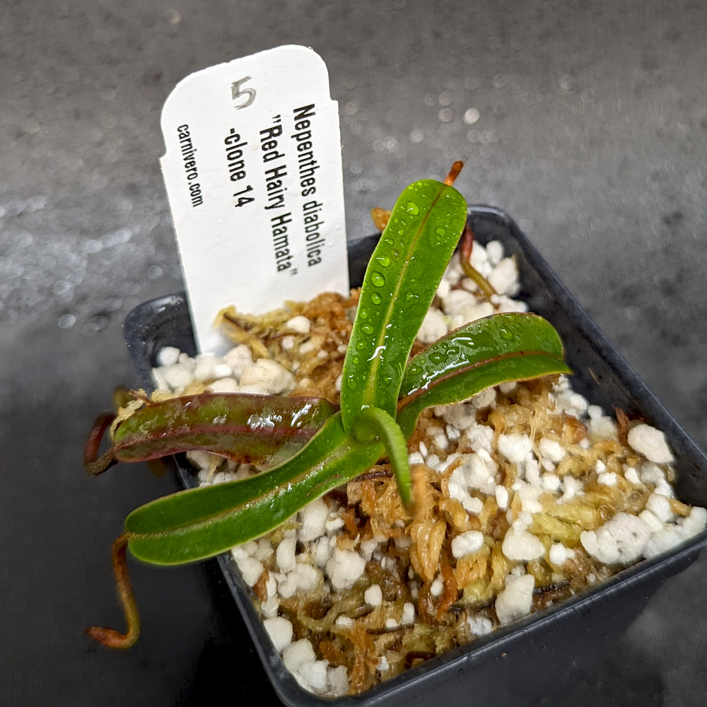 
                      
                        Nepenthes diabolica - Exact Plant
                      
                    
