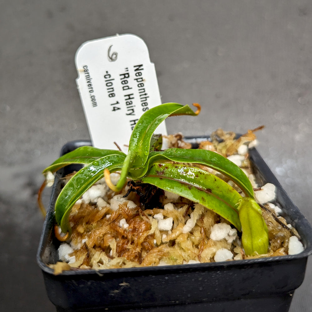 
                      
                        Nepenthes diabolica - Exact Plant
                      
                    