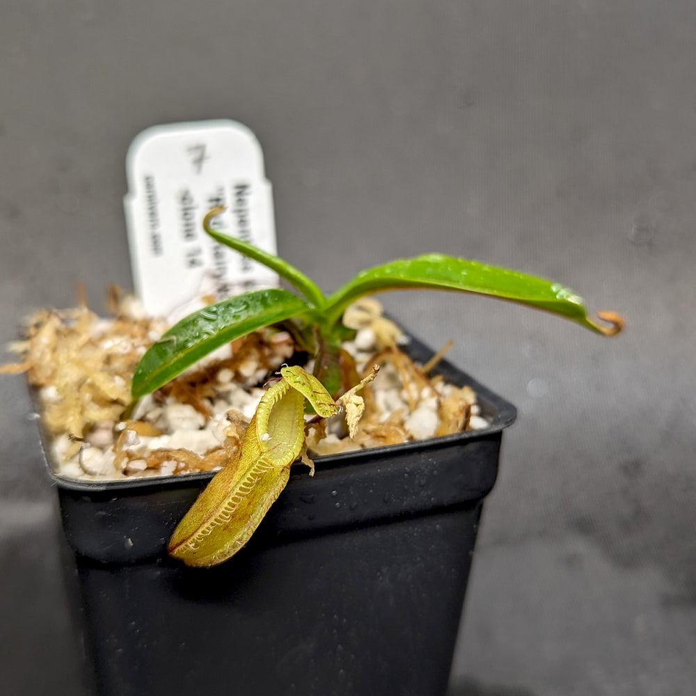 
                      
                        Nepenthes diabolica - Exact Plant
                      
                    