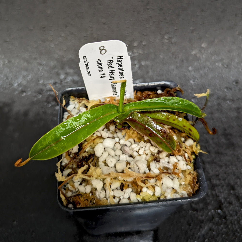 
                      
                        Nepenthes diabolica - Exact Plant
                      
                    