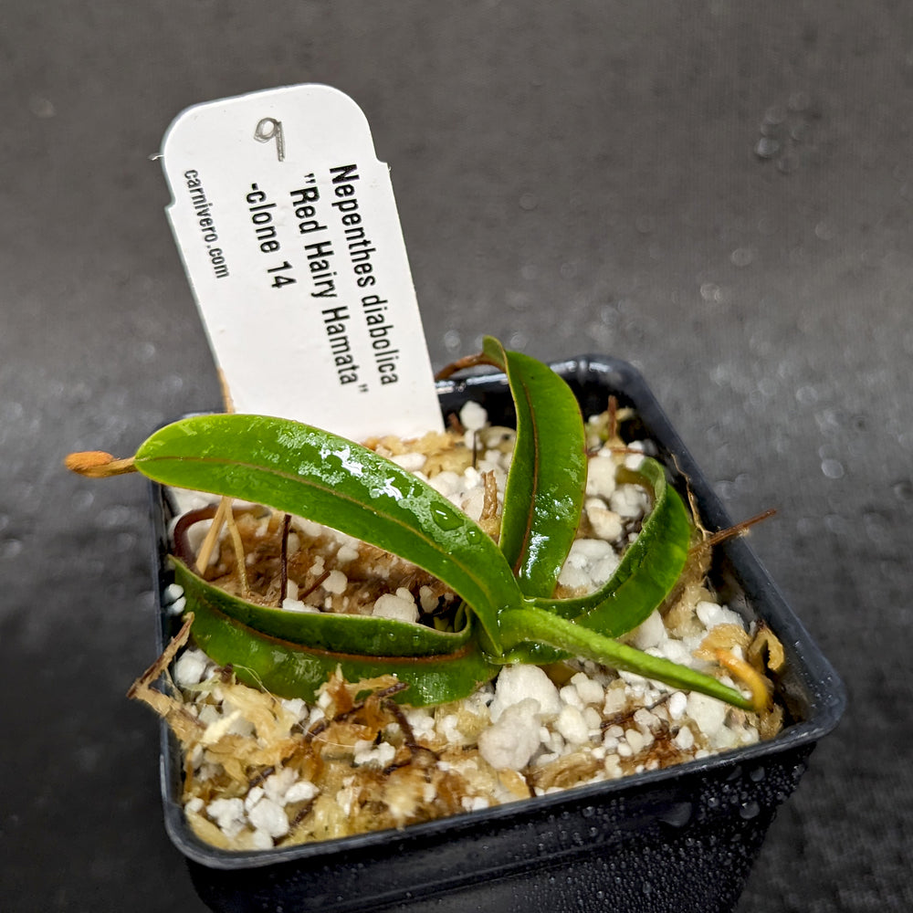 
                      
                        Nepenthes diabolica - Exact Plant
                      
                    