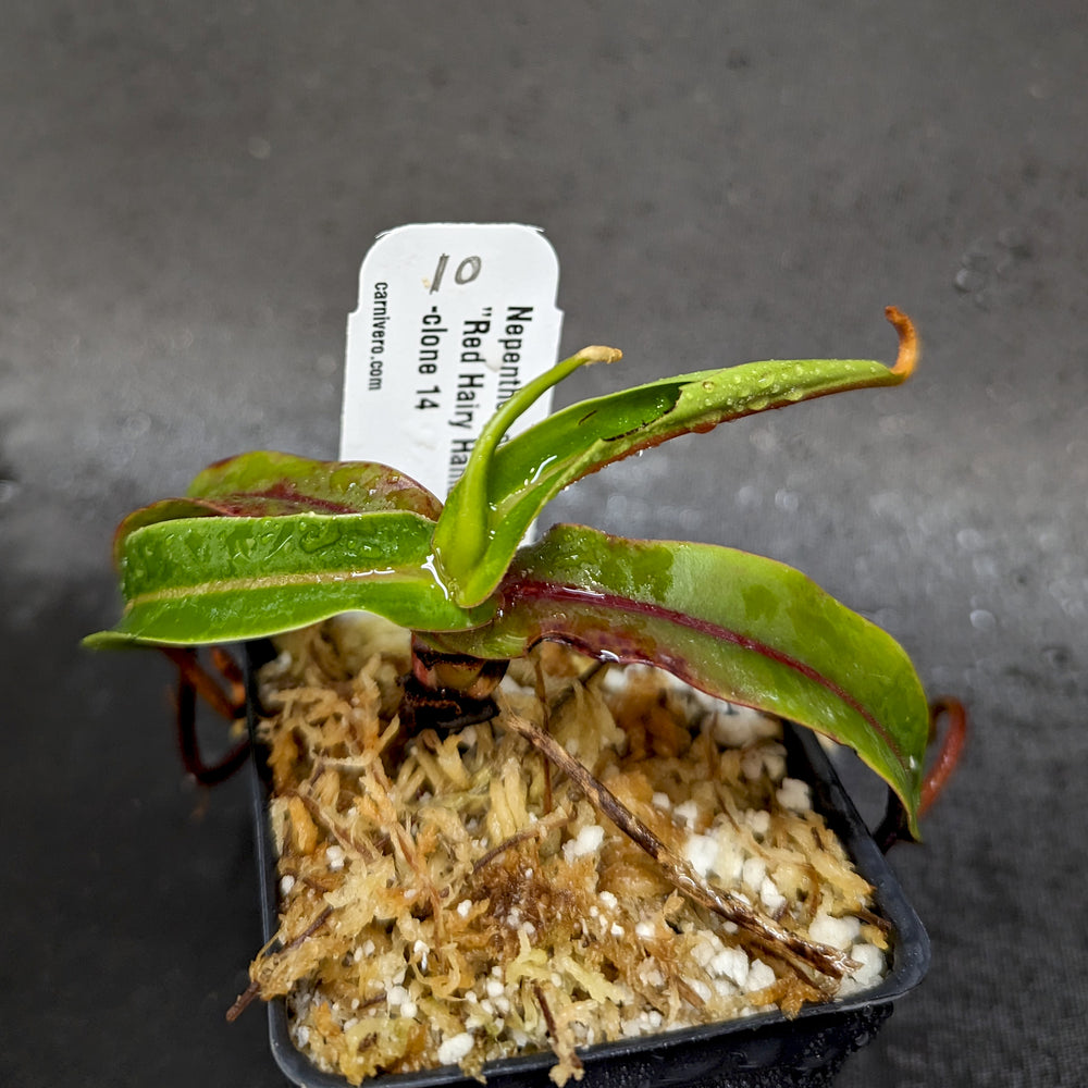 
                      
                        Nepenthes diabolica - Exact Plant
                      
                    