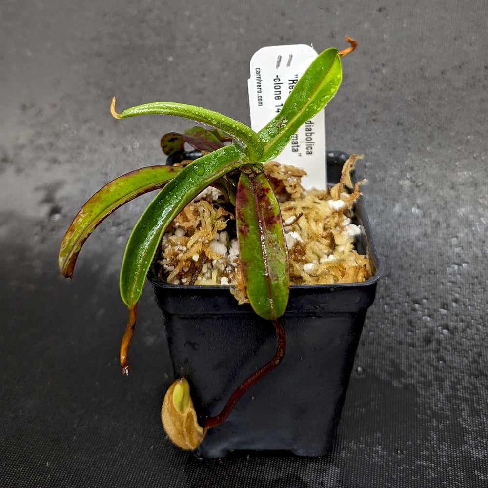 
                      
                        Nepenthes diabolica - Exact Plant
                      
                    