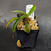Nepenthes diabolica