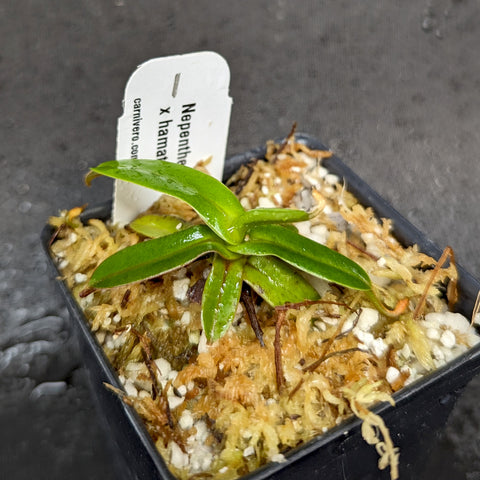 Nepenthes diabolica x hamata seedling with glossy green leaves in a small pot and a white plant label.