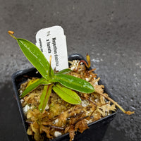 Nepenthes diabolica x hamata