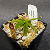 Nepenthes diabolica x hamata