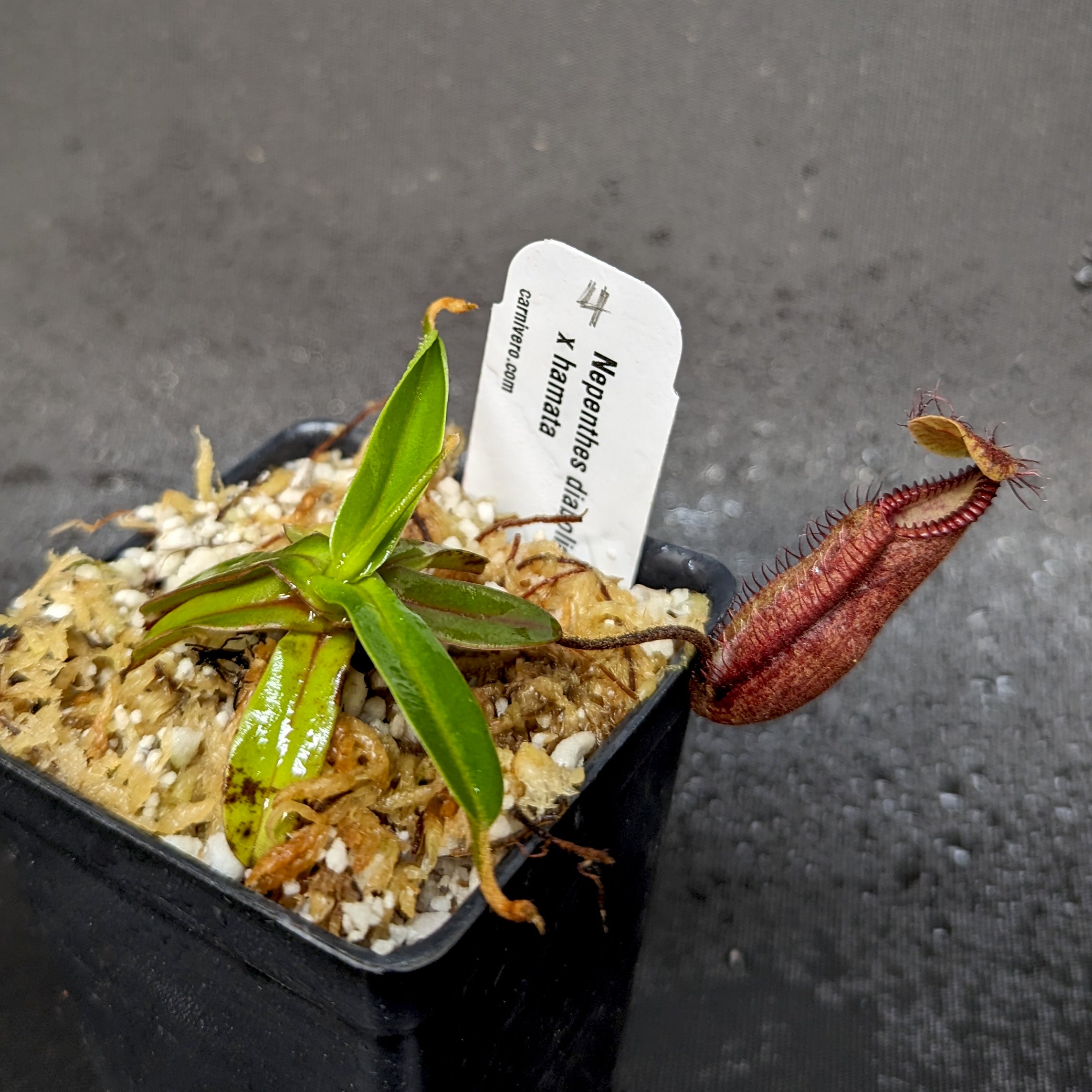Nepenthes diabolica x hamata - Exact Plant – Carnivero