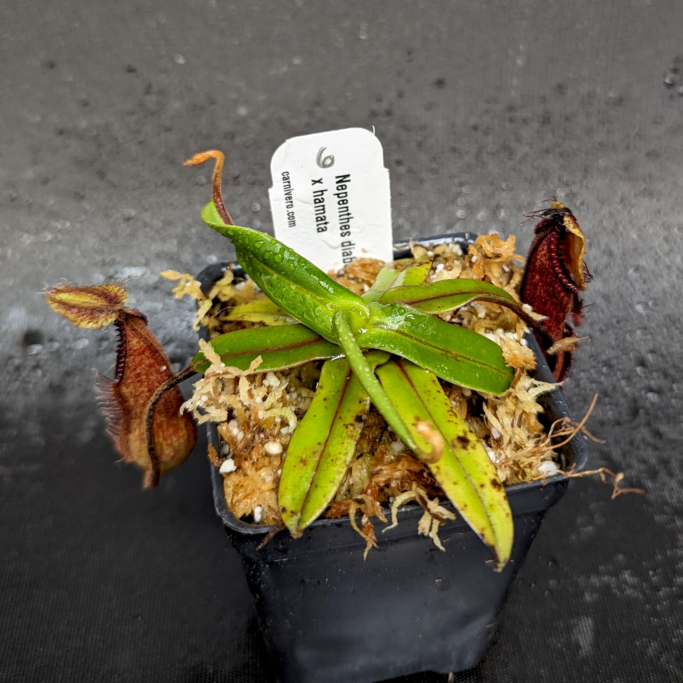 Nepenthes diabolica x hamata - Exact Plant – Carnivero