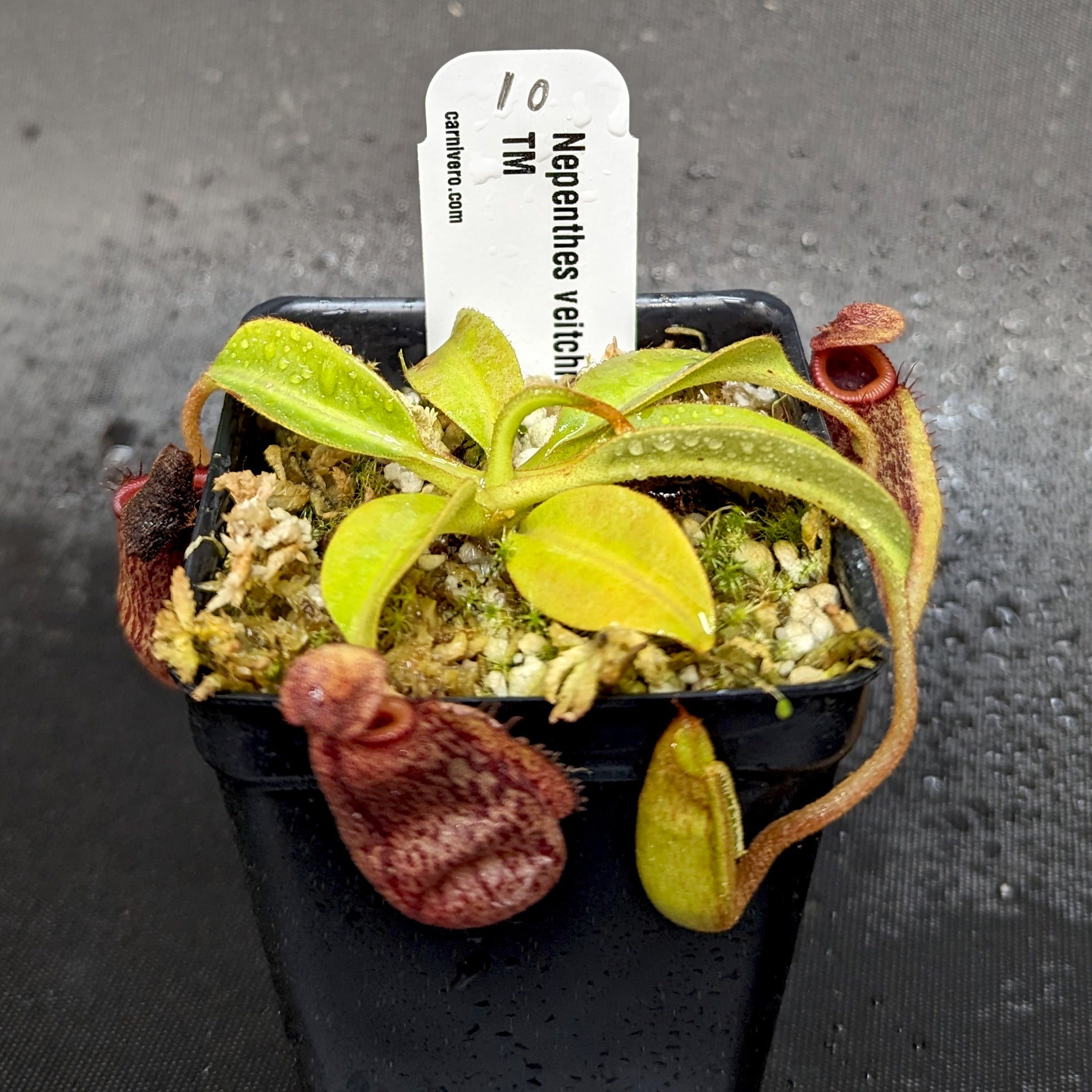Nepenthes veitchii Candy x Trusmadiensis – Carnivero