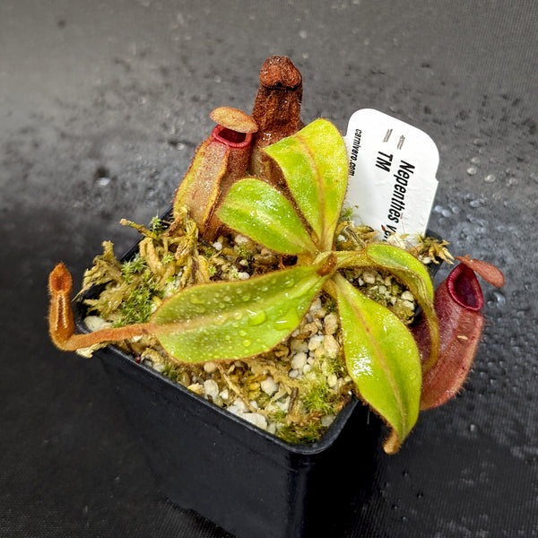 Nepenthes Veitchii Candy X Trusmadiensis Carnivero nepenthes-veitchii-candy-x-trusmadiensis-carnivero