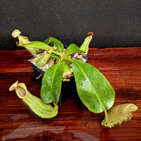 Nepenthes veitchii LL x (sumatrana x platychila), CAR-0251