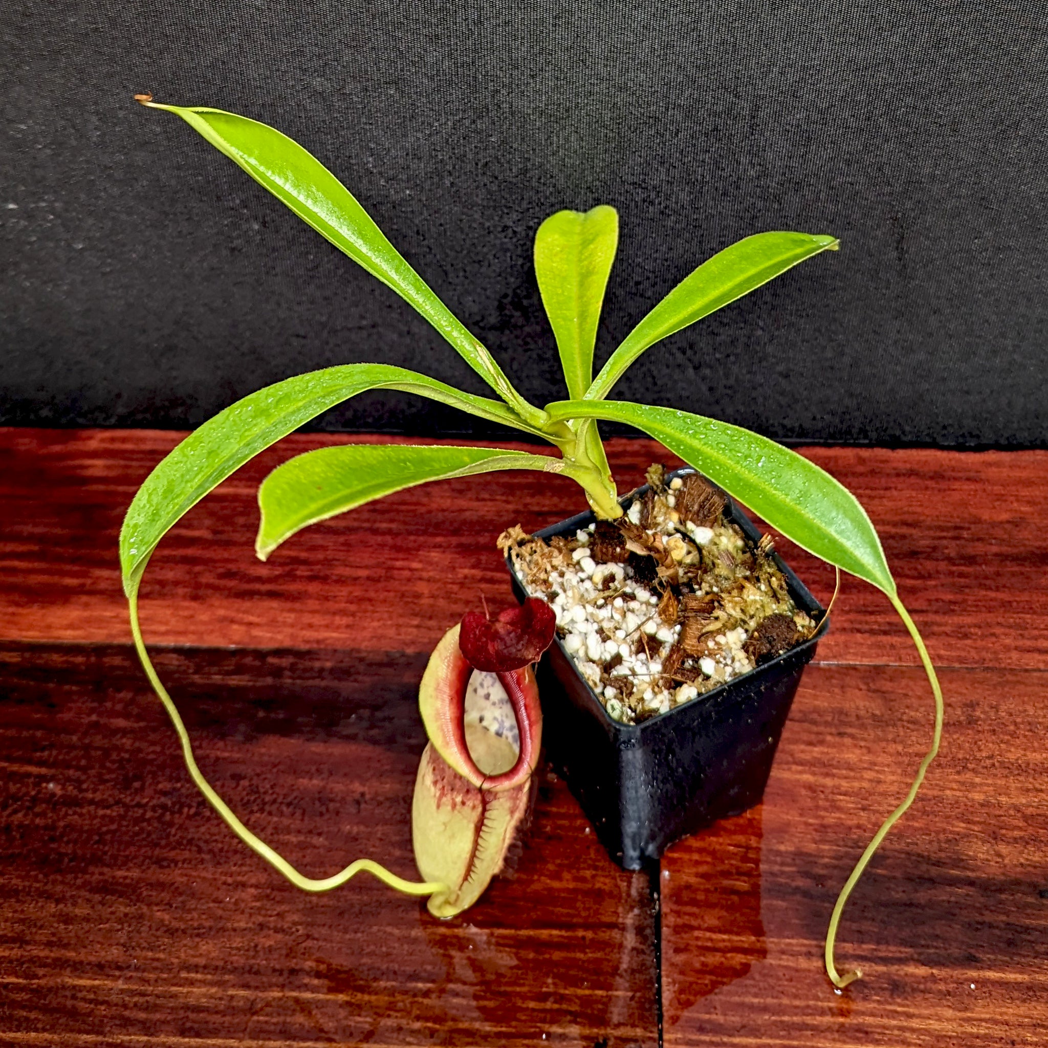 Nepenthes spathulata x tenuis – Carnivero