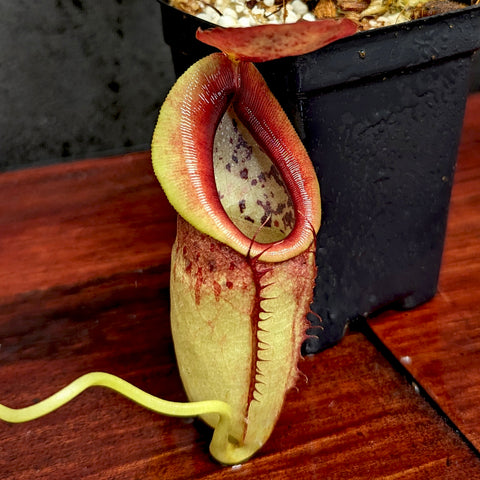 Nepenthes spathulata x tenuis with a curved yellow green pitcher and a red inner rim with a toothed edge.