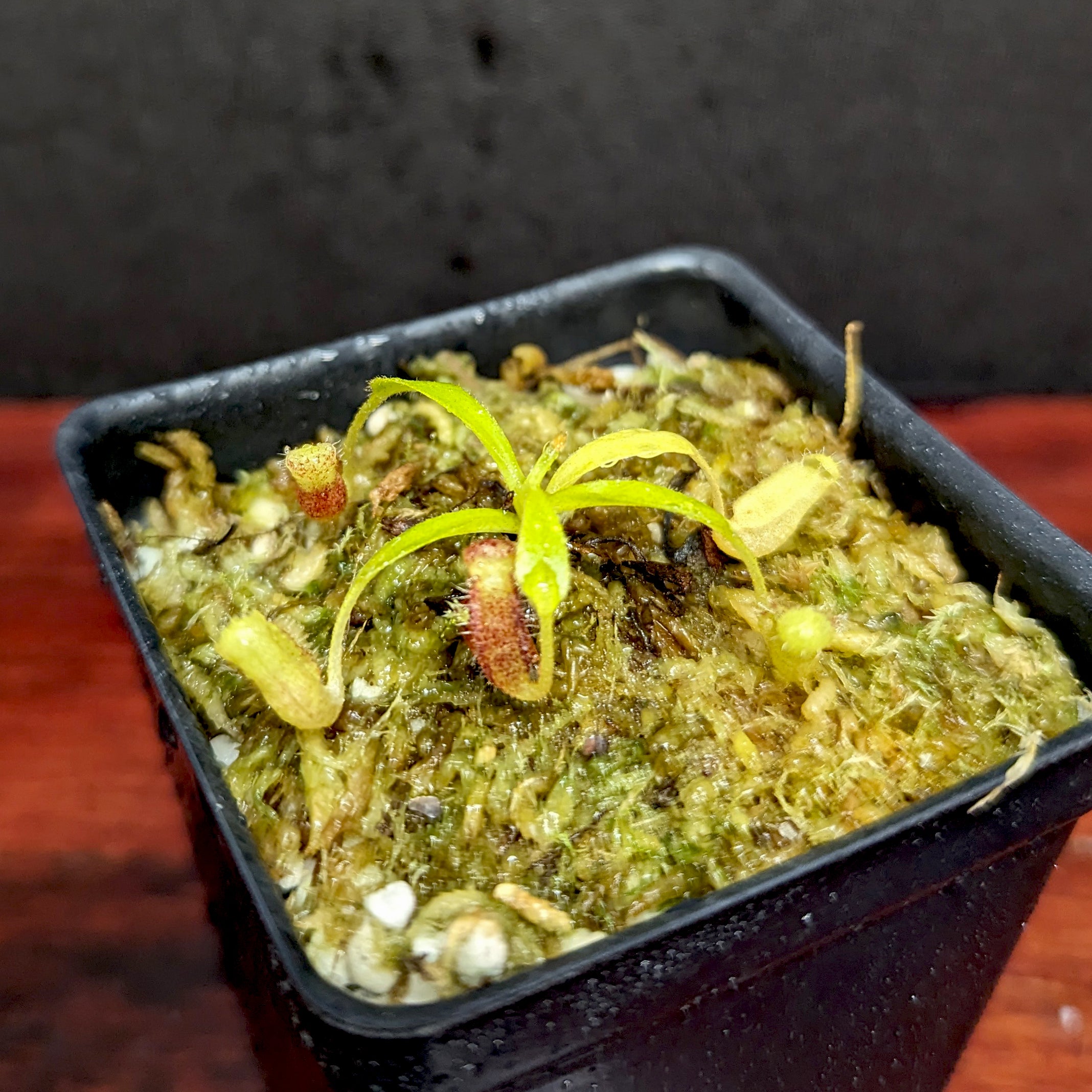 Nepenthes lowii Trusmadi, CAR-0018 – Carnivero