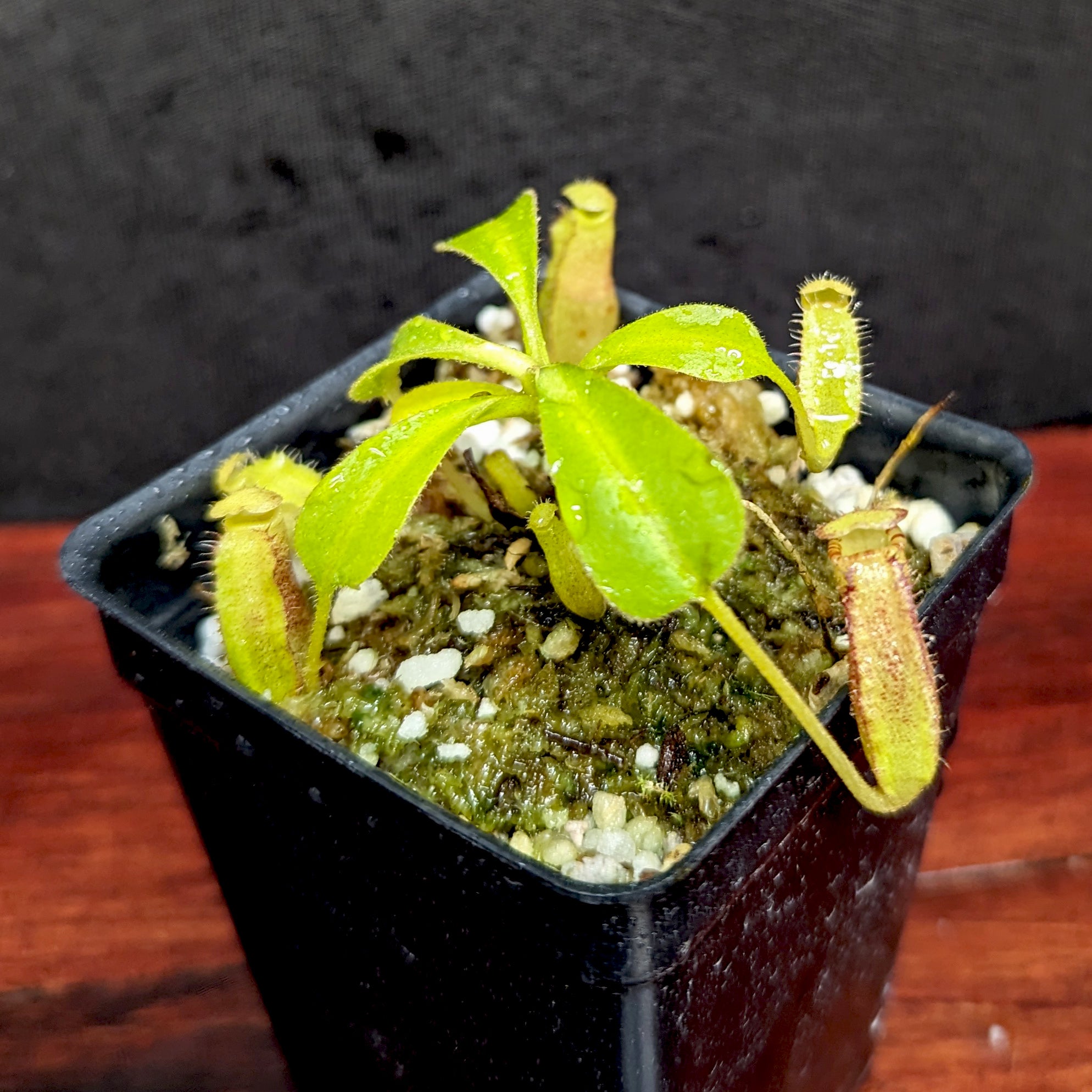 Nepenthes lowii Trusmadi, CAR-0018 – Carnivero