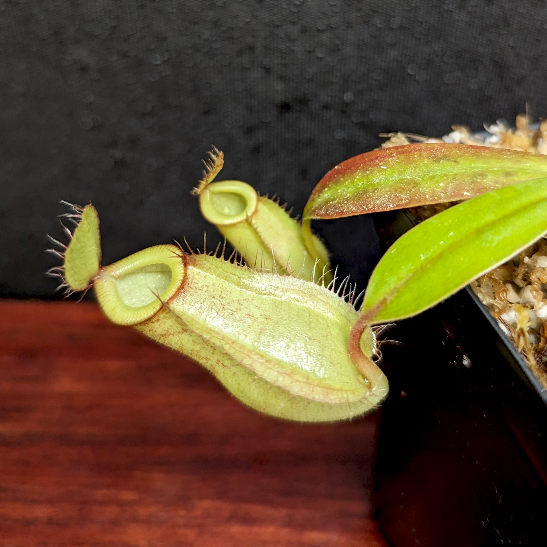 Nepenthes ampullaria x hamata, BE-3948 – Carnivero