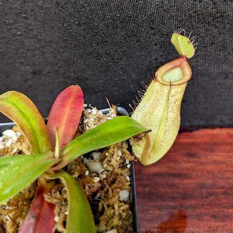 Nepenthes ampullaria x hamata BE-3948 with a tall pale pitcher and a small lid at the rim in a pot