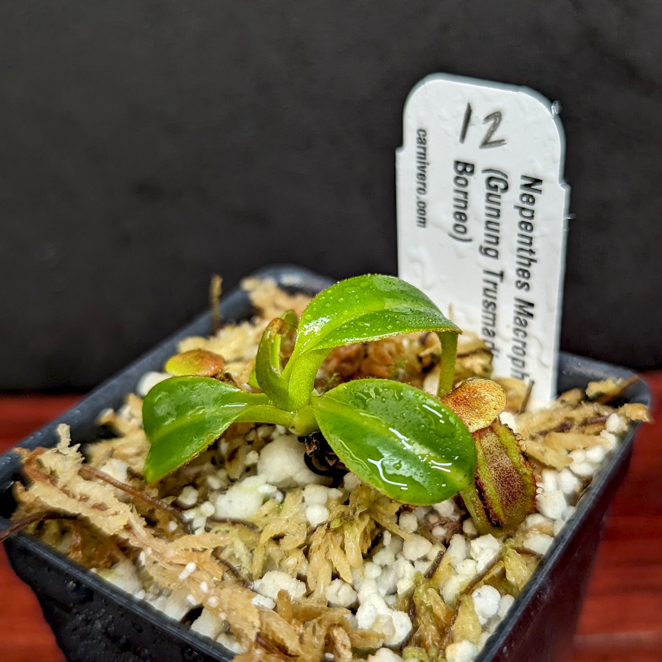 Nepenthes macrophylla – Carnivero