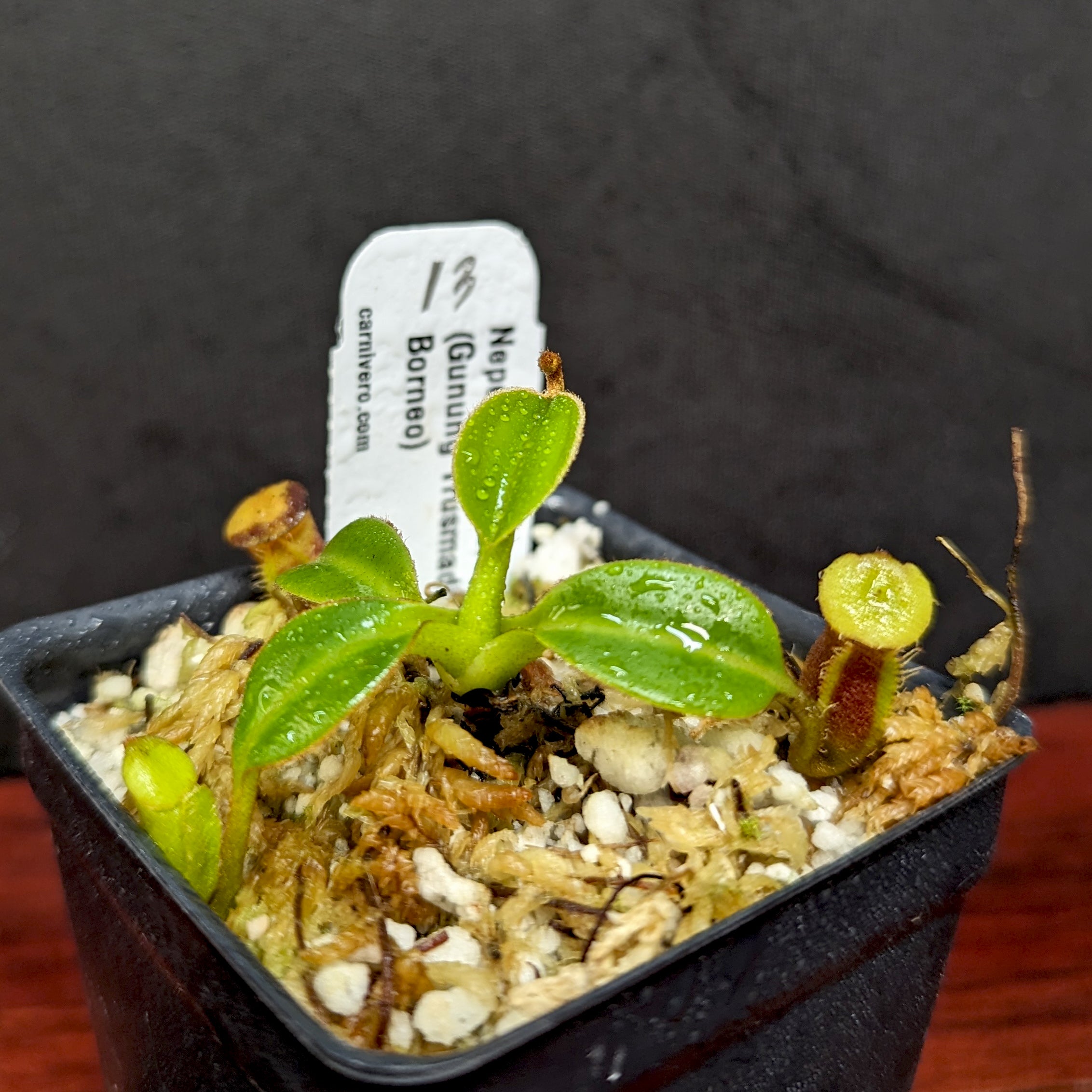 Nepenthes macrophylla | Tom's Carnivores
