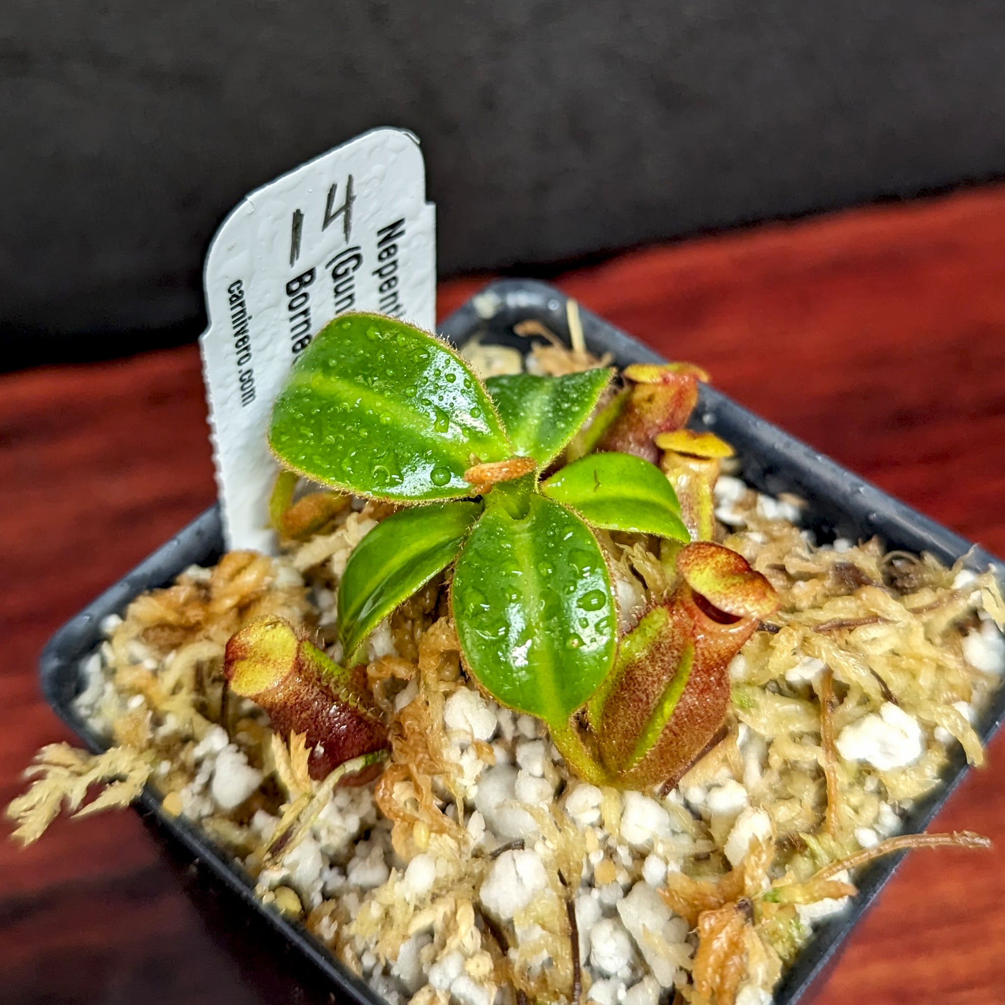 Nepenthes macrophylla | Tom's Carnivores