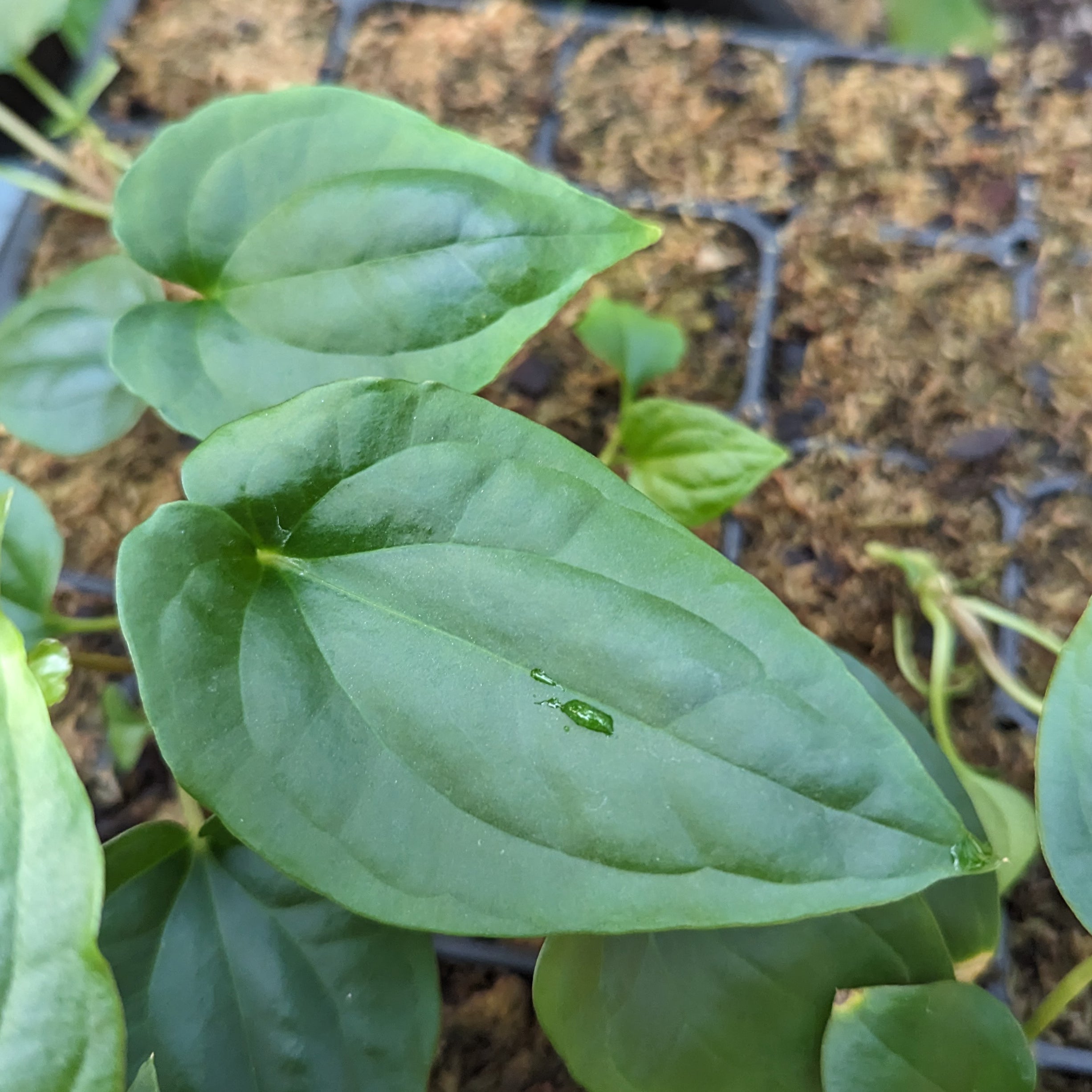 Anthurium antolakii (BVEP) x debilis, CAR-0366 – Carnivero