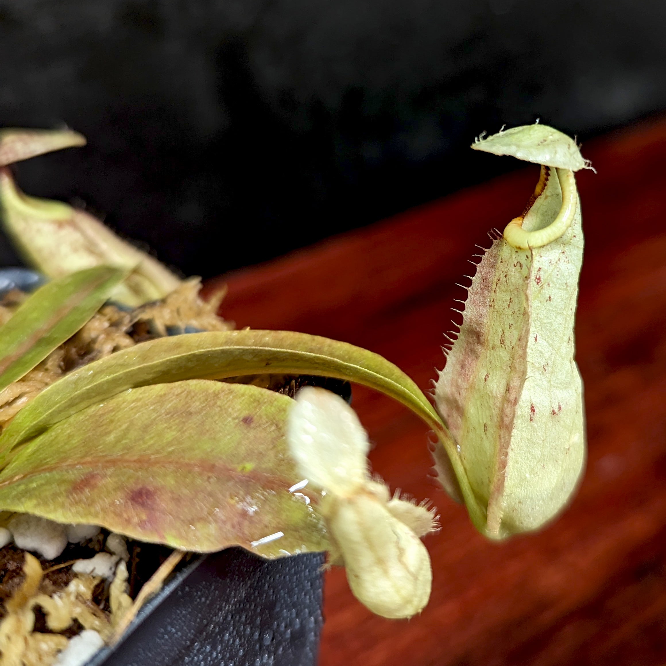 Nepenthes rafflesiana (JB x 'Thick Lip'), CAR-0368 – Carnivero