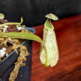 Nepenthes rafflesiana (JB x 'Thick Lip'), CAR-0368 Wholesale