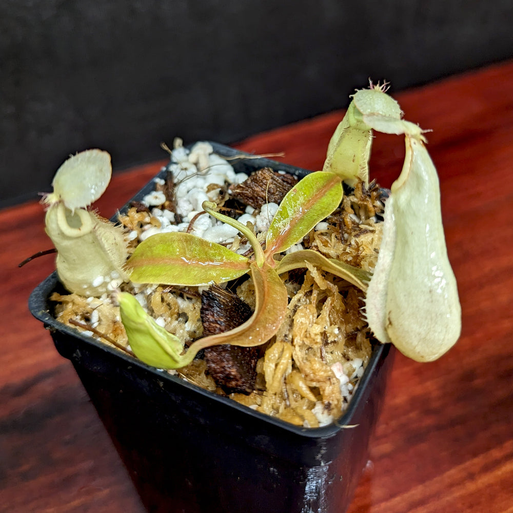 
                      
                        Nepenthes rafflesiana (JB x 'Thick Lip'), CAR-0368 Wholesale
                      
                    
