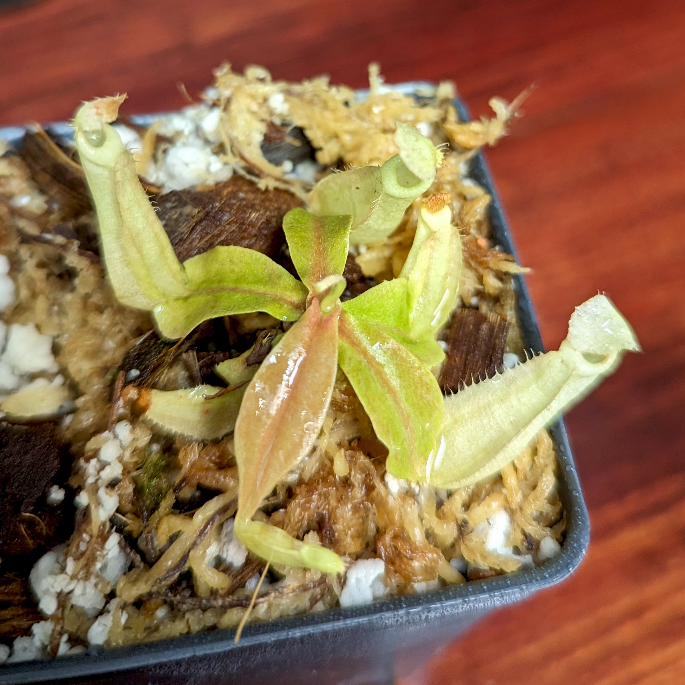 ベリー 8618-1 | ZEPPELIN Official Online Shop