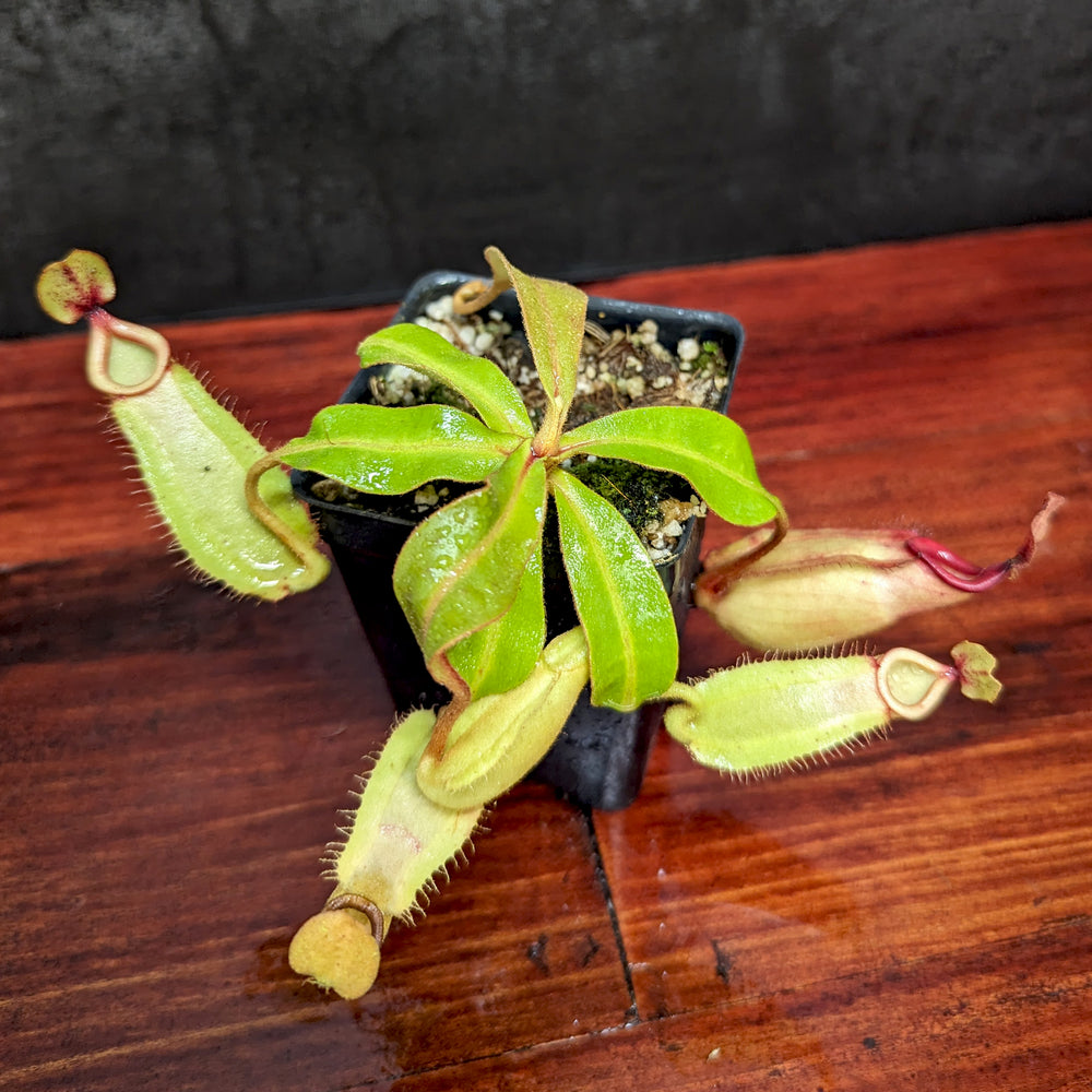 
                      
                        Nepenthes [(Viking x ampullaria) x ampullaria] x veitchii 'Pink Candy Cane', CAR-0233
                      
                    