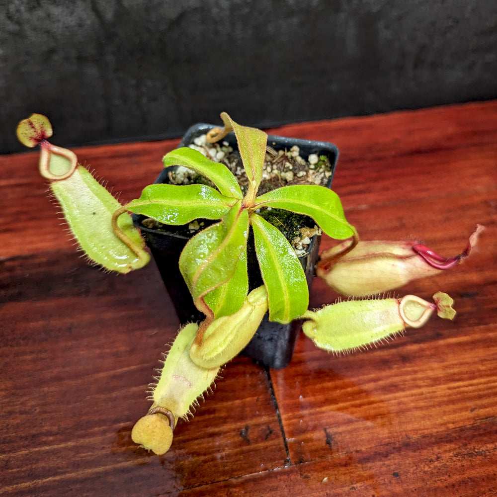 
                      
                        Nepenthes [(Viking x ampullaria) x ampullaria] x veitchii 'Pink Candy Cane', CAR-0233 Wholesale, pitcher plant, carnivorous plant, collectors plant, large pitchers, rare plants
                      
                    